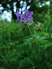 Fototapeta premium purple flowers in the garden