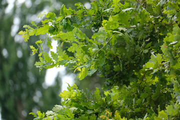 Fototapeta na wymiar green oak branches in beautiful light, young green leaves oak, Quercus robur in spring garden, summer park, picturesque peaceful natural background, blur organic plant leaves shallow depth field