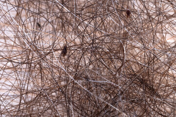 Obraz premium Close-up of head lice and nits on brown human hair, Anoplura, Medical conditions, Personal hygiene, Children's health, Parasites, Pediculosis