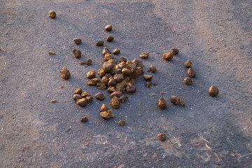 horse dung, manure, horse apples on road after walking horses, agricultural, natural fertilizer for...