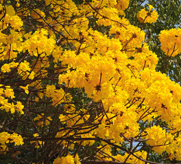 golden flower , Tabebuia chrysantha