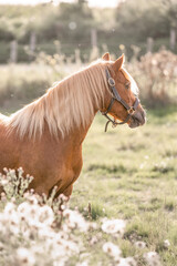 little cute chestnut Dartmoor pony horse with beautiful light