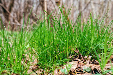 Young green grass in spring forest