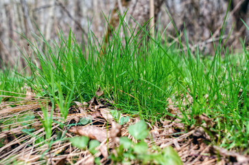 Young green grass in spring forest