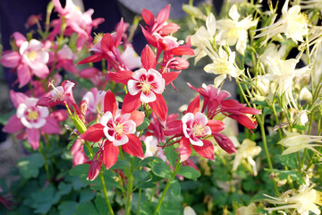 Red Columbine Flowers (Aquilegia) in the garden. Columbine (Aquilegia spp.) blooms are said to resemble jester's cap. A kind of spring flower and have many colors.