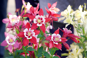 Red Columbine Flowers (Aquilegia) in the garden. Columbine (Aquilegia spp.) blooms are said to resemble jester's cap. A kind of spring flower and have many colors.