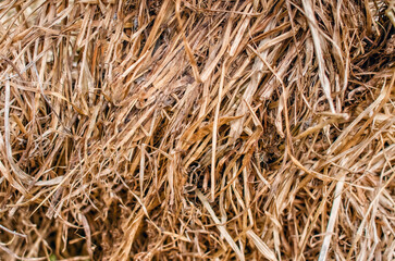 Background dry hay. Dried grass cut for animal feed. Yellow grass