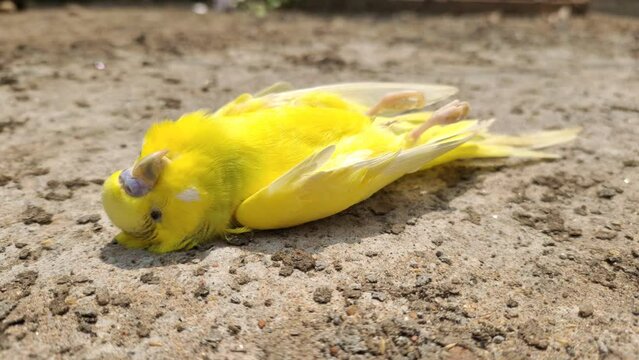 A dead small yellow wild budgie parakeet bird lifeless body fell on the ground. Closeup top view. Heatwave, environment pollution, extinction, lack of water or drought concept.
