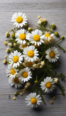 Wild chamomile flowers. Top view