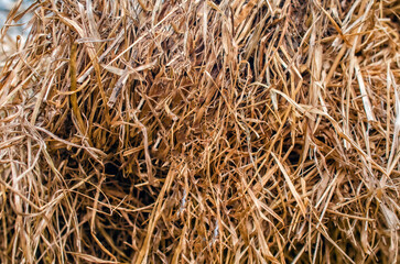 Background dry hay. Dried grass cut for animal feed. Yellow grass