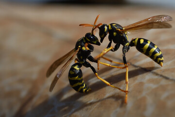 2 wasp are fighting for their territory in the spring macro  - 774154252