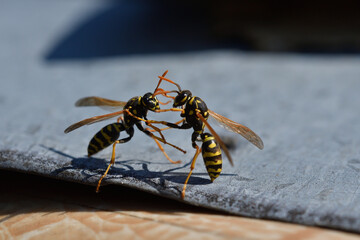 2 wasp are fighting for their territory in the spring macro  - 774154282