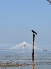 Bandra Worli Sea Link During the Day with low tide in Dadar, Mumbai