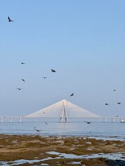 Bandra Worli Sea Link During the Day with low tide in Dadar, Mumbai