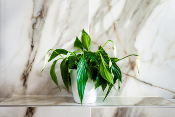 Vibrant close-up of a mini spathiphyllum flower, also known as peace lily, potted in a sleek white container, set against a luxurious marble-like background. Perfect for interior design concepts