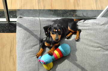 filhote de duchshund tomando sol com seus brinquedos de morder  - obrazy, fototapety, plakaty