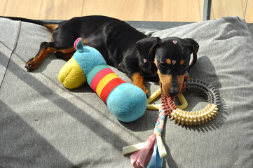 filhote de duchshund tomando sol com seus brinquedos de morder 