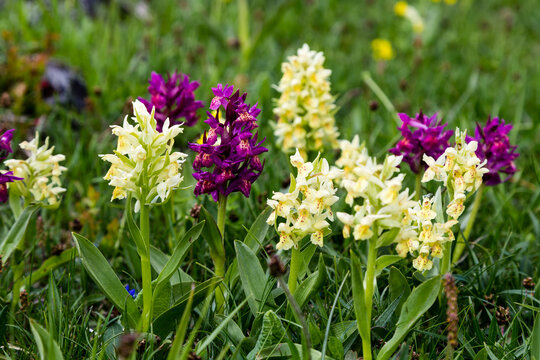 Orchis sureau jaunes et pourpres en m&eacute;lange dans une prairie subalpine, Orchis sambucina