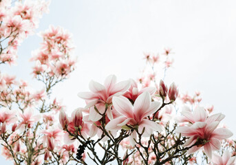Słodkie magnolie - obrazy, fototapety, plakaty