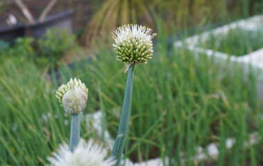 Convert spring onions and flowers, non-toxic vegetables.