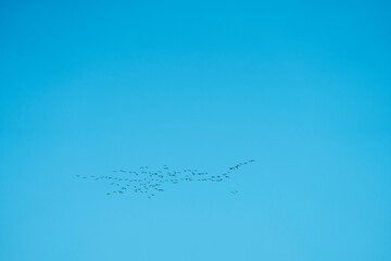 A flock of geese migrates north along the Gudbrandsdalen Valley in the spring.