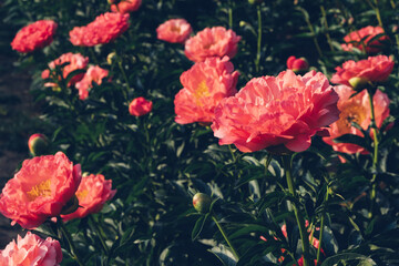 Beautiful coral red peony flowers blooming in the garden, close up. Summer natural flowery background.