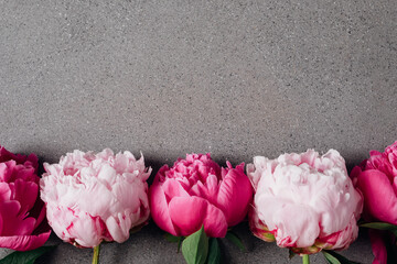 Beautiful fresh pink peony flowers in full bloom on dark grey background, top view, flat lay style. Copy space for text.