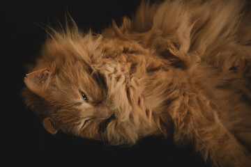 Photographie d'un chat roux de race sibérienne (ou sibérien) qui s'étire pendant sa sieste.