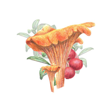 Autumn composition with chanterelles and red berries on a white background.