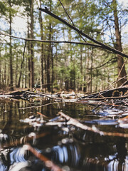 Swamp in an old growth forest in Ontario, Canada