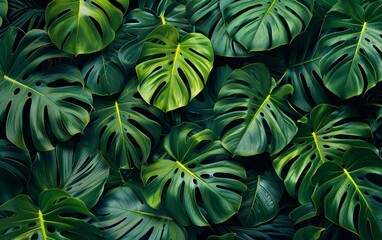 The awesome Monstera wallpaper gives a stunning tropical touch to your design.