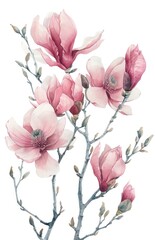 Soft pink magnolias in watercolor, evoking a sense of tranquility