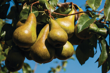 Ripe Xenia Pears Hanging on a Tree in the Summer Sun. Ripe Green Beurré Bosc Pears Hanging on a Tree Twig in Summer Against the Blue Sky.