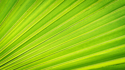 Close up of Palm leaf. Green palm tree leaf close up background - obrazy, fototapety, plakaty