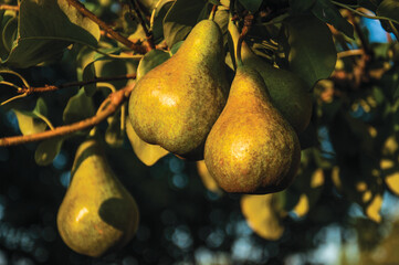 Ripe Xenia Pears Hanging on a Tree in the Summer Sun. Ripe Green Beurré Bosc Pears Hanging on a Tree Twig in Summer Against the Blue Sky.