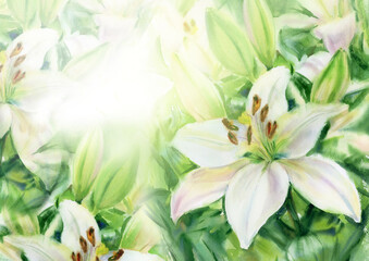 White lilies  floral background. Watercolor illustration. - 774166644