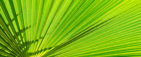 Close up of Palm leaf. Green palm tree leaf close up background