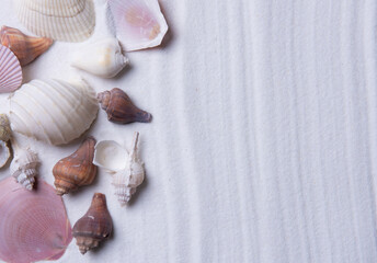 Seashells on white sand. Sea summer vacation background with space for the text. Top view