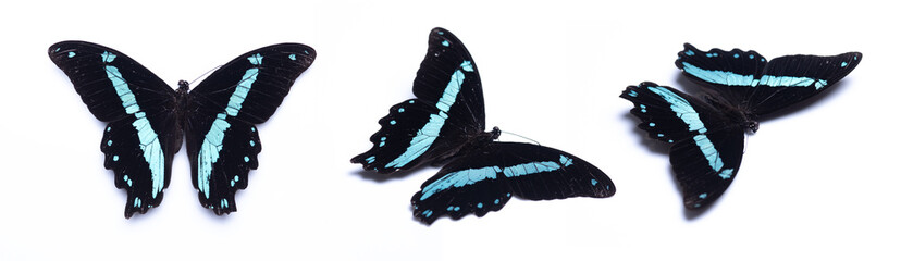 Blue and black butterflies isolated on white background