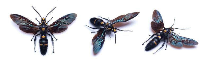 Giant yellow black wasp Megascolia maculata isolated on white.