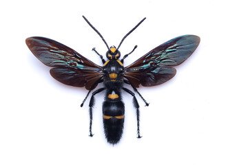 Wasp Vespula germanica (female) on a white background - 774168696