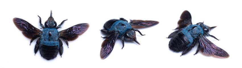 Blue bumblebee isolated on white. Xylocopa caerulea macro close up, collection insects,...