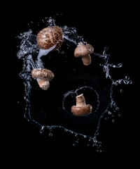 Champignon mushroom with water splash against a black background, flying food - 774168820