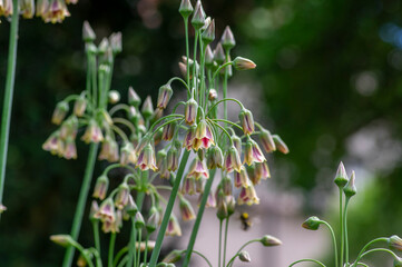 Allium siculum honey sicilian lily garlic flowers in bloom, beautiful springtime ornamental flowering plant, small bells on tall
