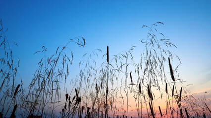 Sunset in the field. Grass against the background of the summer sunset sky. - 774169692