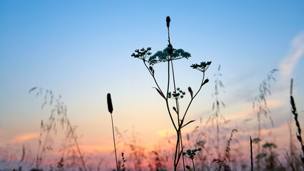 Sunset in the field. Grass against the background of the summer sunset sky. - 774169800