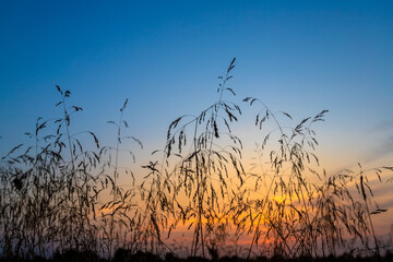 Sunset in the field. Grass against the background of the summer sunset sky. - 774170222