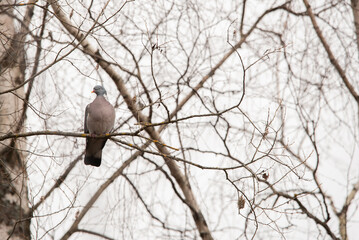 The common wood pigeon (Columba palumbus)
