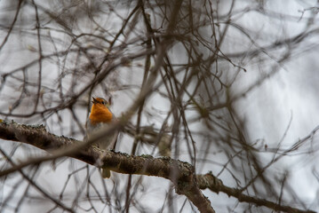 European robin (Erithacus rubecula) on branch
