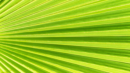 Obraz premium Close up of Palm leaf. Green palm tree leaf close up background